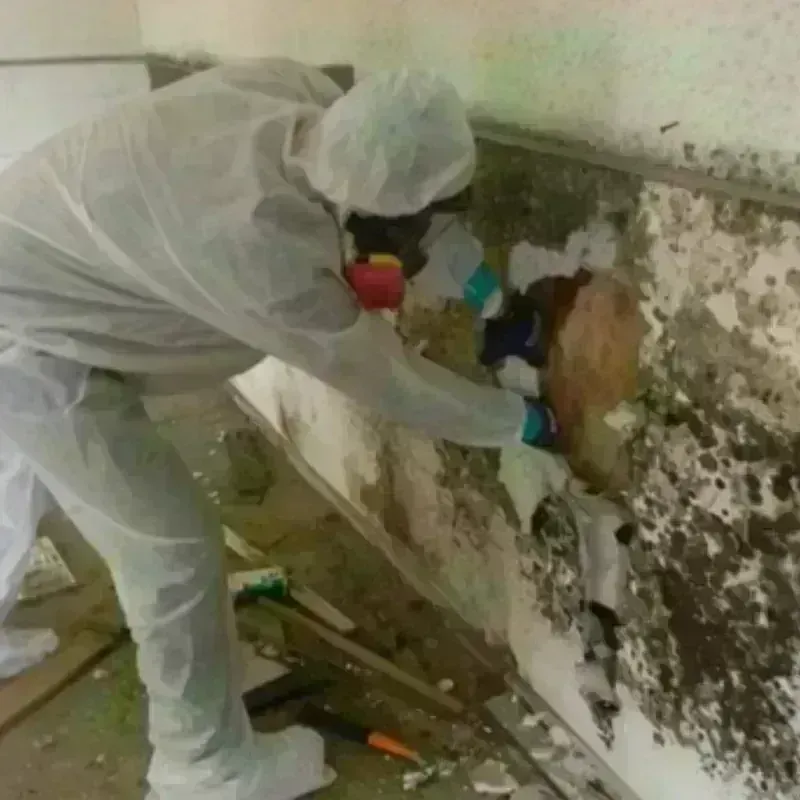 Mold Remediation and Removal in Lincoln, AR